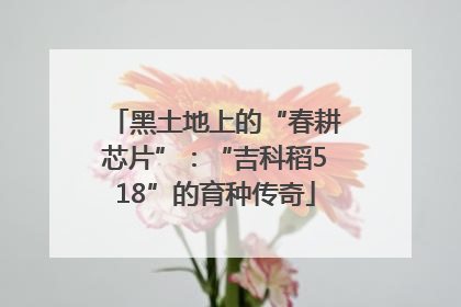 黑土地上的“春耕芯片”：“吉科稻518”的育种传奇