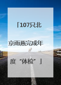 107只北京雨燕完成年度“体检”