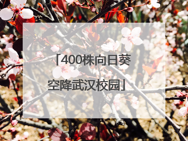 400株向日葵空降武汉校园