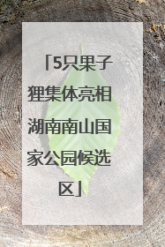 5只果子狸集体亮相湖南南山国家公园候选区